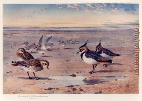Lapwing and Golden Plover painting - Archibald Thorburn Lapwing and Golden Plover art painting